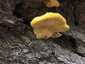 Sárga gévagomba (Laetiporus sulphureus), Duna-part